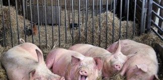 Nova naredba MPŠa za preventivno usmrćivanje svinja