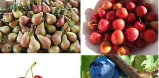 Pala proizvodnja trešanja, jabuka, šljiva,…