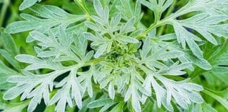 Slatki Pelin, lijek protiv korone