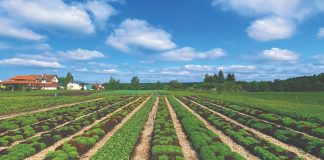 Regenerativna poljoprivredna revolucija