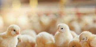 Njemačka će zabraniti “usitnjavanje pilića” od 2022. godine