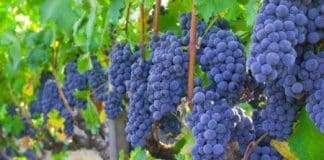 Izabela stolno grožđe, dobra za vino, sok…