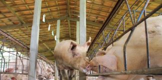 EFSA poziva svinjogojce na oprez!