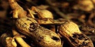 Mikotoksini u hrani, (javnozdravstveni problem)