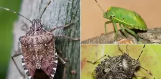 Smrdljivi Martini, kako ih se riješiti?!