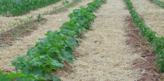 Konzervacijska proizvodnja