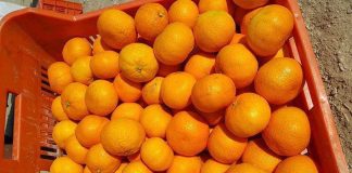 Europska inspekcija u hrvatskim mandarinama pronašla zabranjeni pesticid