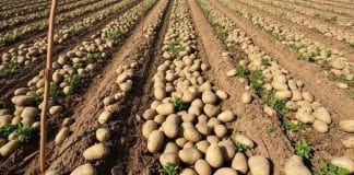 Suša je prepolovila urod krumpira