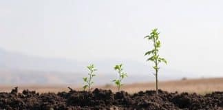 Kako zaštititi tlo od budućih suša?!