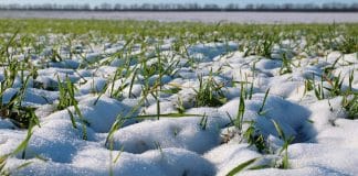 Rusija očekuje pad proizvodnje pšenice