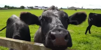 Nastavlja se raspad sustava u Hrvatskoj