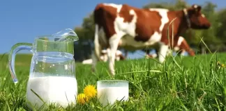 Nastavljen sunovrat hrvatskog mljekarstva