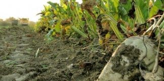 Što nakon najteže godine za proizvodnju šećera u Hrvatskoj?