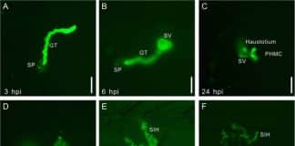 Revolucionarni korak u bioinženjeringu: Sintetski putovi potiču rast biljaka