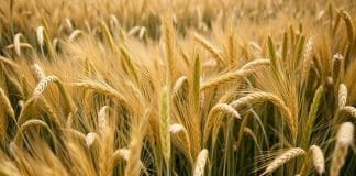 Geopolitičke tenzije i klimatske promjene: Hoće li cijene žitarica doživjeti skok?