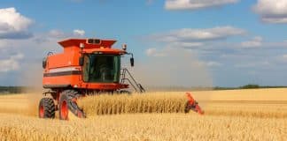 Ječam u fokusu: Početak žetve krajem lipnja donosi blagi rast cijena