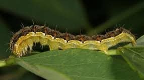 Kukuruzne sovice: Kako spasiti usjev od tajnovitih noćnih štetnika?