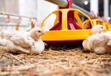 Utjecaj megafarmi na poticaj ostalih poljoprivrednika