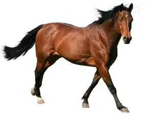 Konji