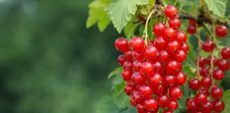 Skriveni dragulj ljeta