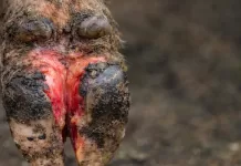 Papčana Flegmona Goveda