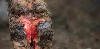 Papčana Flegmona Goveda