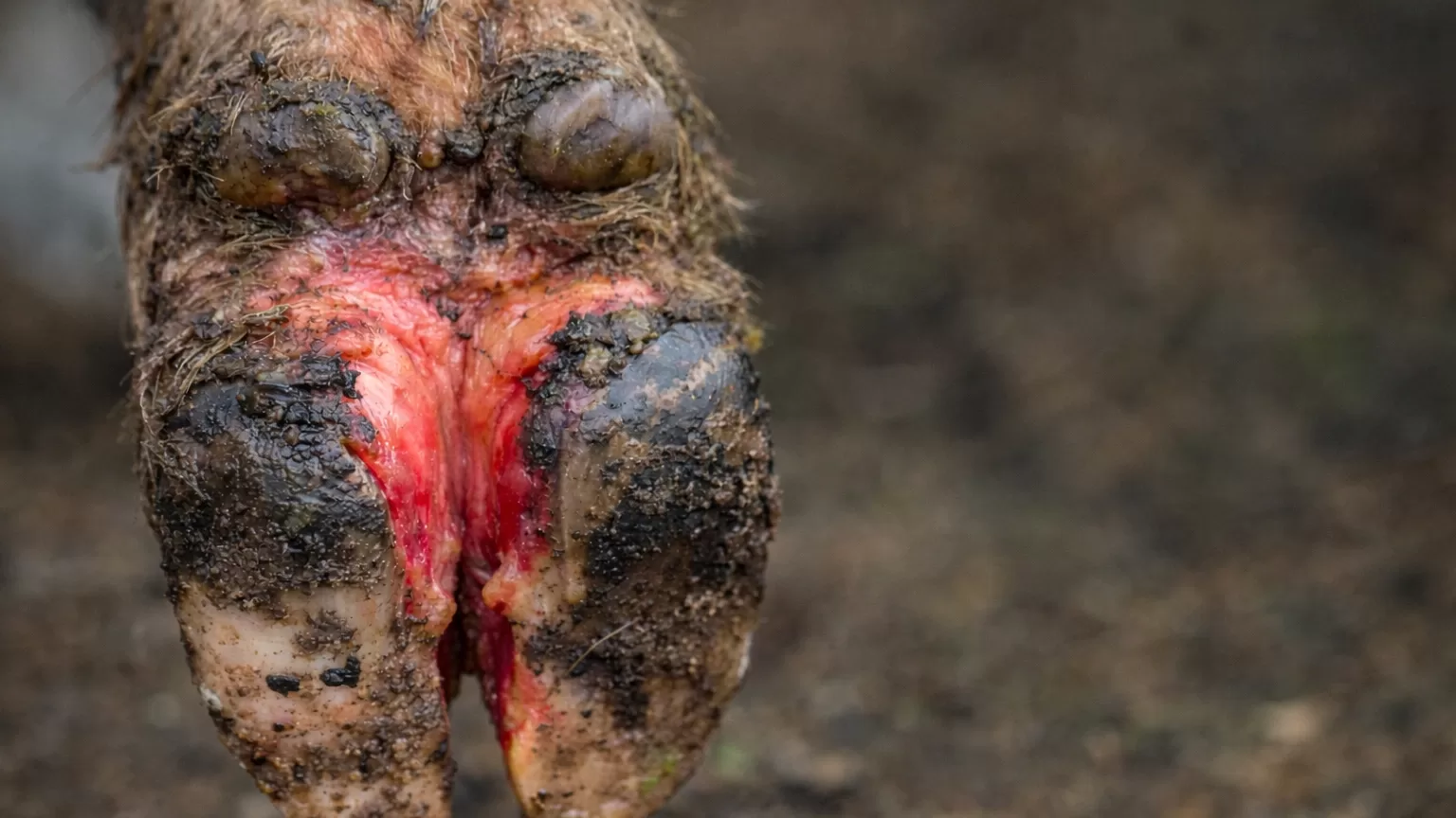 Bolesti papaka goveda