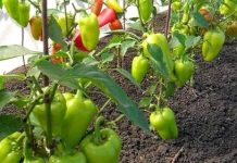 Tajne uspješnog uzgoja paprike: Savjeti za rad na otvorenim gredicama