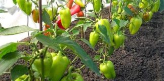 Tajne uspješnog uzgoja paprike: Savjeti za rad na otvorenim gredicama