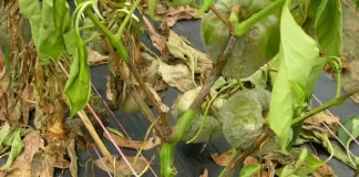 Kako Zaštititi vaše Biljke od Bolesti i Štetnika