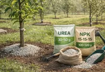 Kako pravilno gnojiti mlade voćke?!