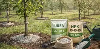 Kako pravilno gnojiti mlade voćke?!