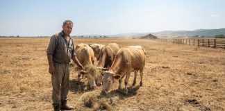 Suša pustoši slavonske farme
