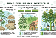 Konoplja u fokusu