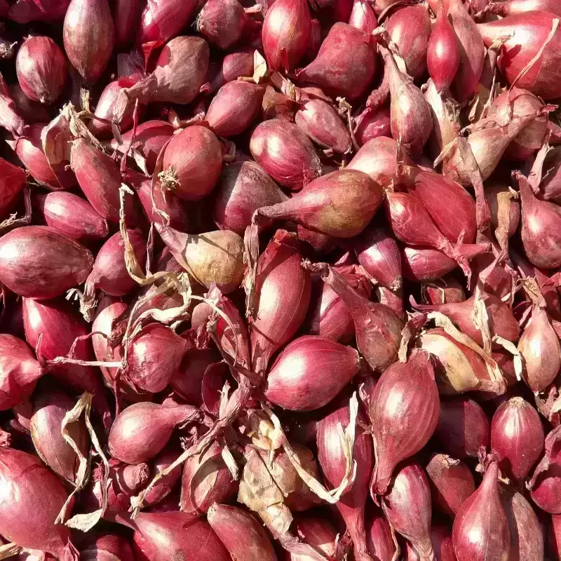 gallery_1_red-shallots-5768_1280_resized-1_1756593332.png