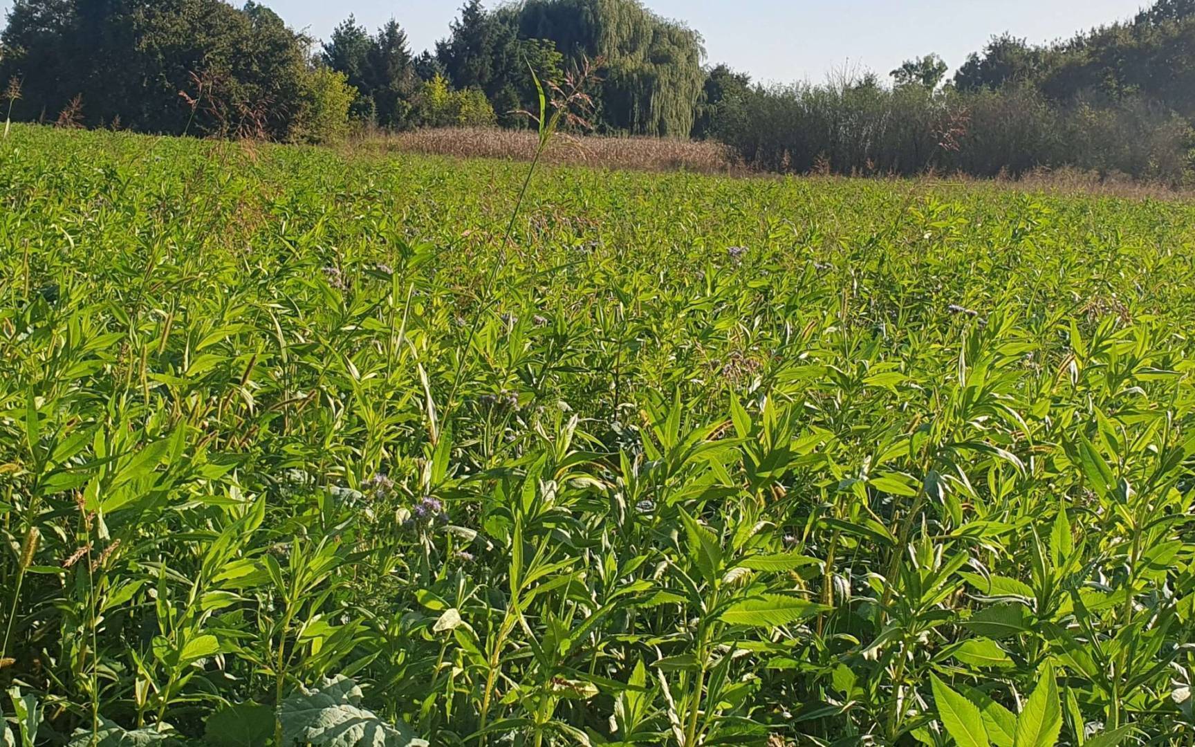 filip jakob.colakovic