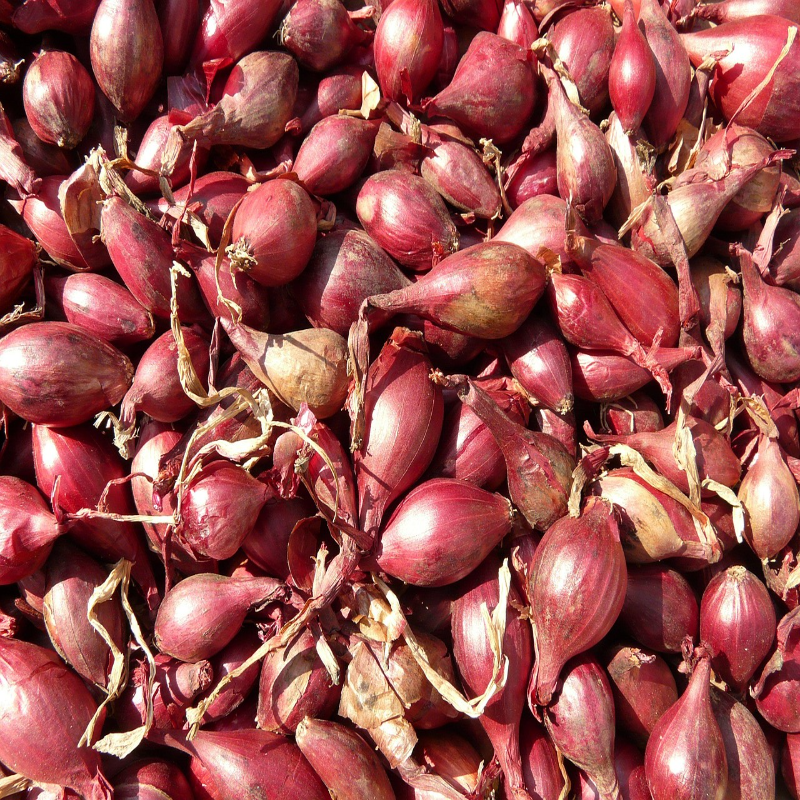 gallery_1_red-shallots-5768_1280_resized-1_1756593332.png